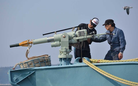 Japón retoma la caza comercial de ballenas
