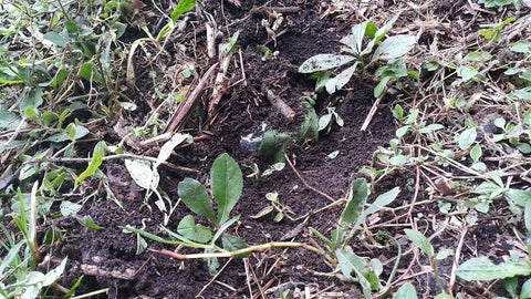 Zona de campos minados