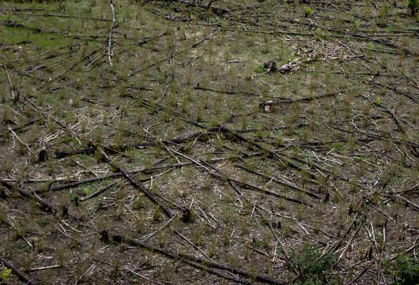 Erradicación de cultivos ilícitos