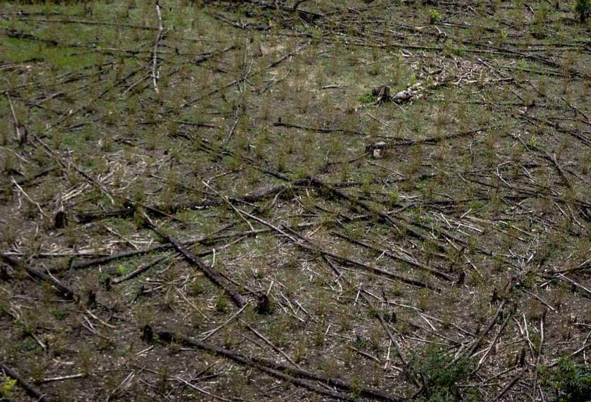 Erradicación de cultivos ilícitos