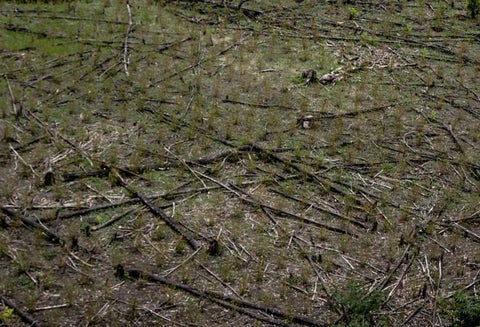 Erradicación de cultivos ilícitos