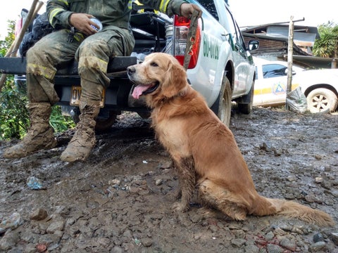 Grupo canino