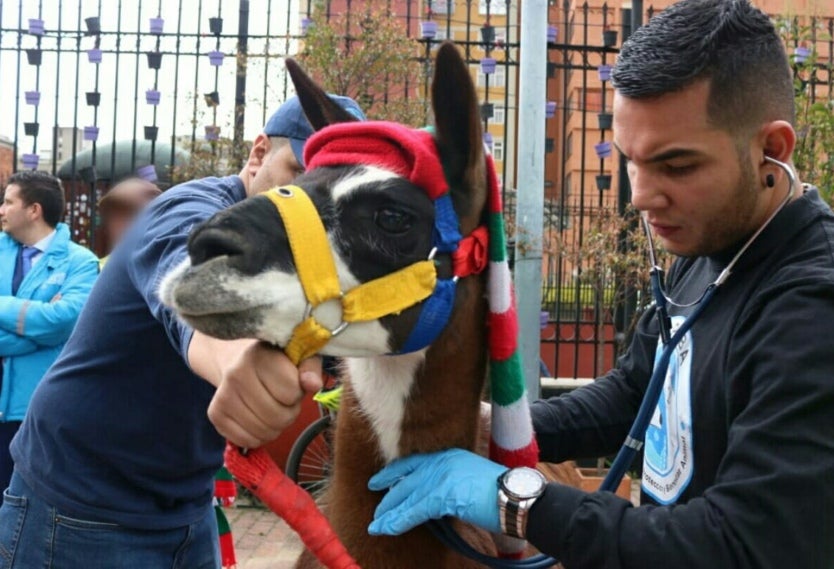 Llamas de la Plaza de Bolívar