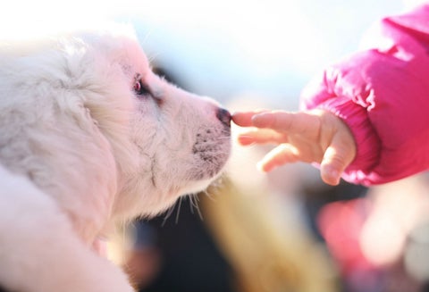 En China solo se podrá tener un perro