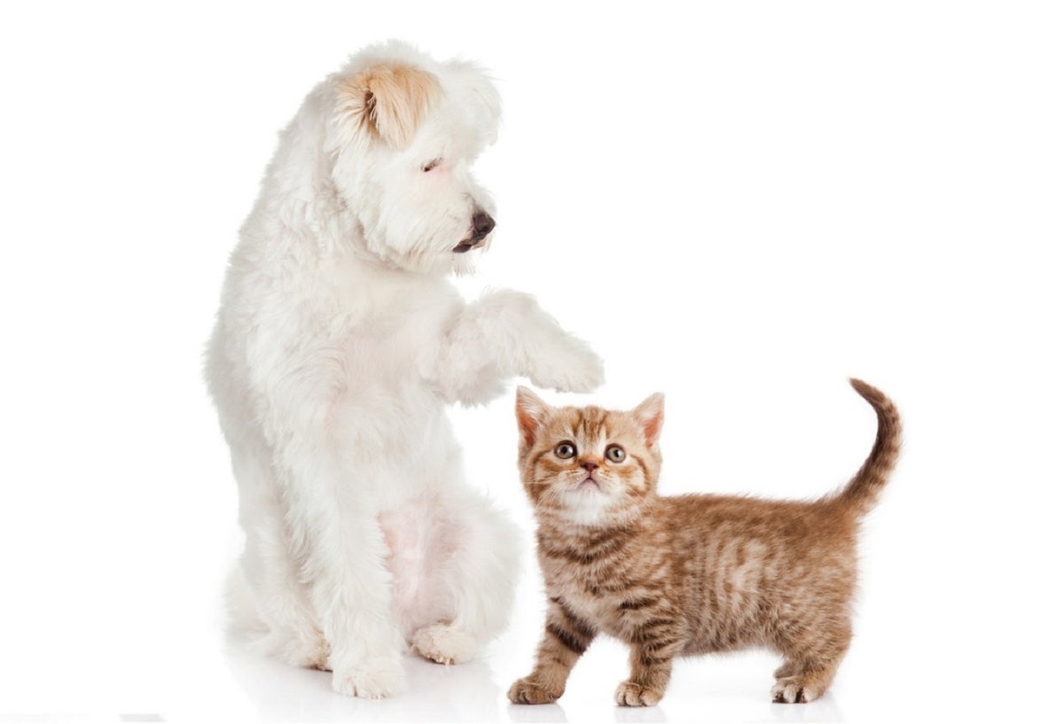 Perros y gatos