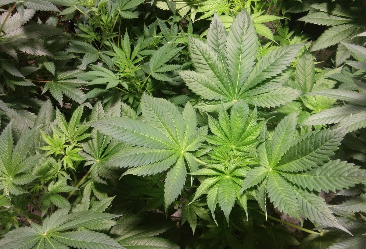 Plantas de marihuana