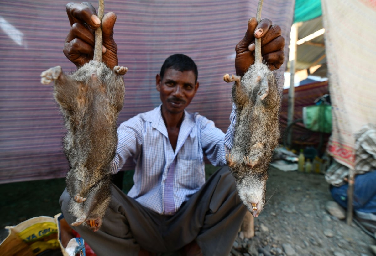 La rata es parte fundamental del menú de fin de año en una zona de India.