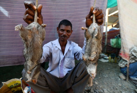 La rata es parte fundamental del menú de fin de año en una zona de India.
