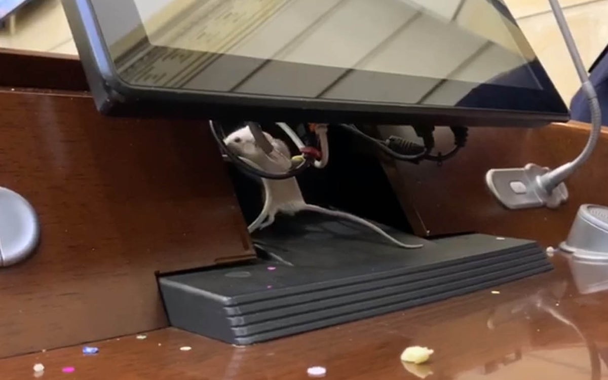 Ratón en el Congreso