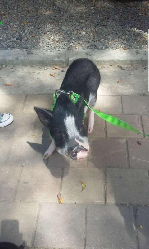 El Canal Parque Telemedellín enfrenta una fuerte polémica por la expulsión de varias personas que asistieron con minipigs