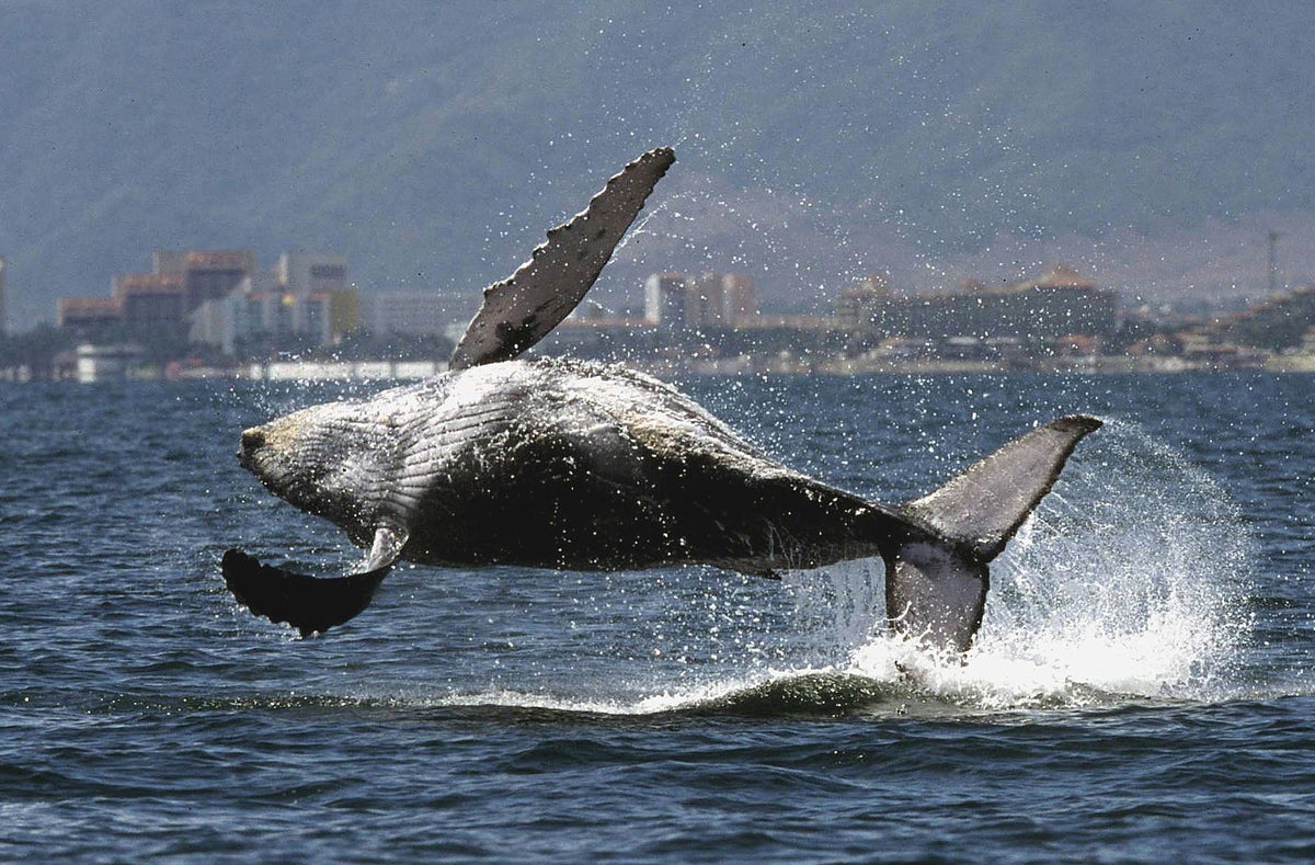 Contaminación en los oceanos