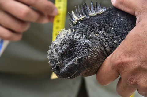 Conservación vegetal