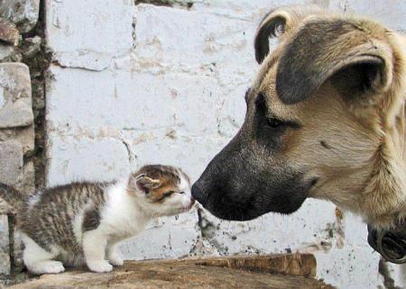 Protección animal