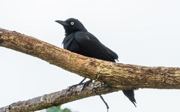 El hango llanero (Quiscalus lugubris)