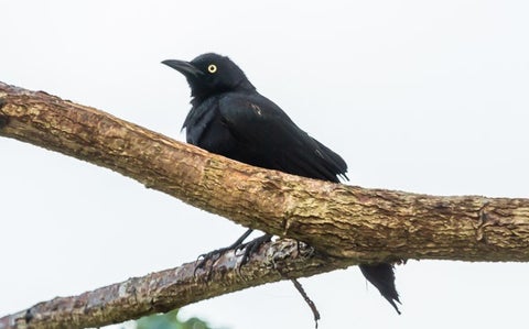 El hango llanero (Quiscalus lugubris)