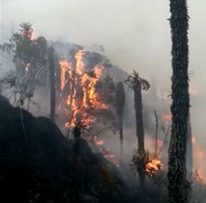 Los incendios forestales amenazan varias regiones del país en este inicio de 2019.