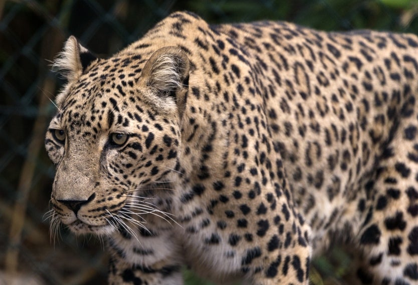 Científicos aseguran que el Tigre de Amoy es una especie que ya se encuentra extinta.