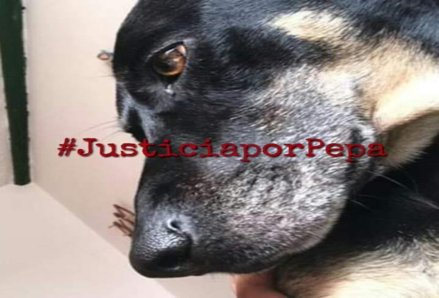 Maltrato animal