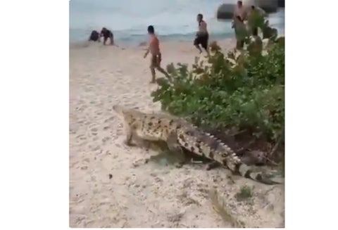 Caimán aguja así hizo presencia en el Tayrona