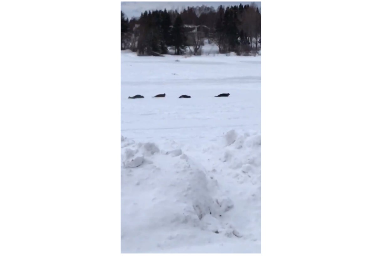 Focas en pueblo de Canadá