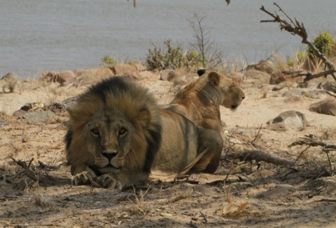 Leones atacaron a joven en zoológico