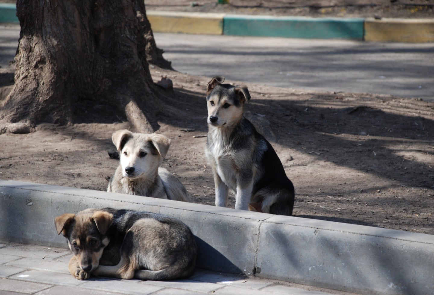 Maltrato animal
