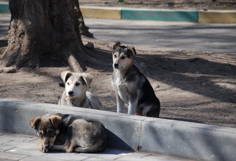 Maltrato animal