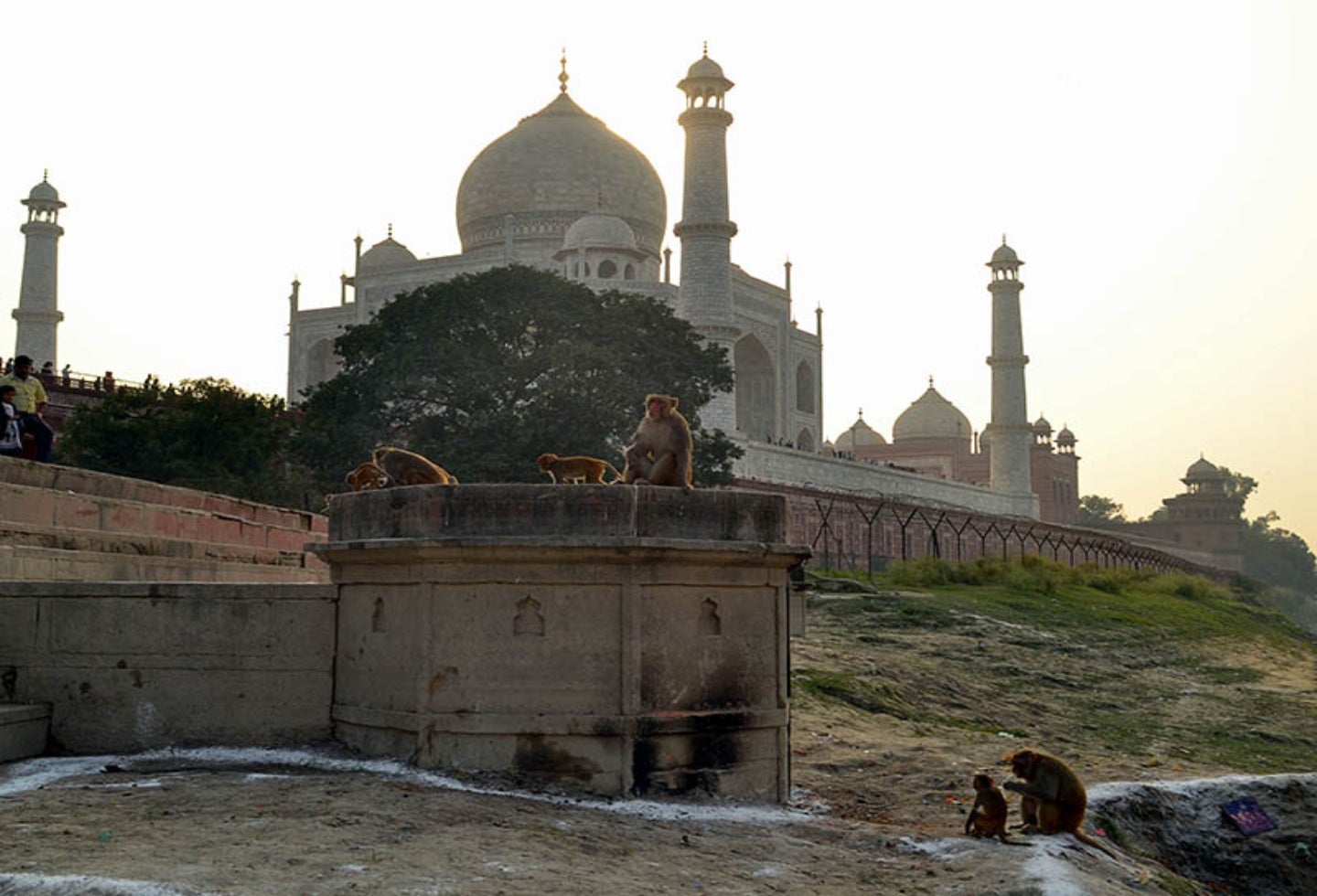 Los monos atacan a turistas en el Taj Mahal.