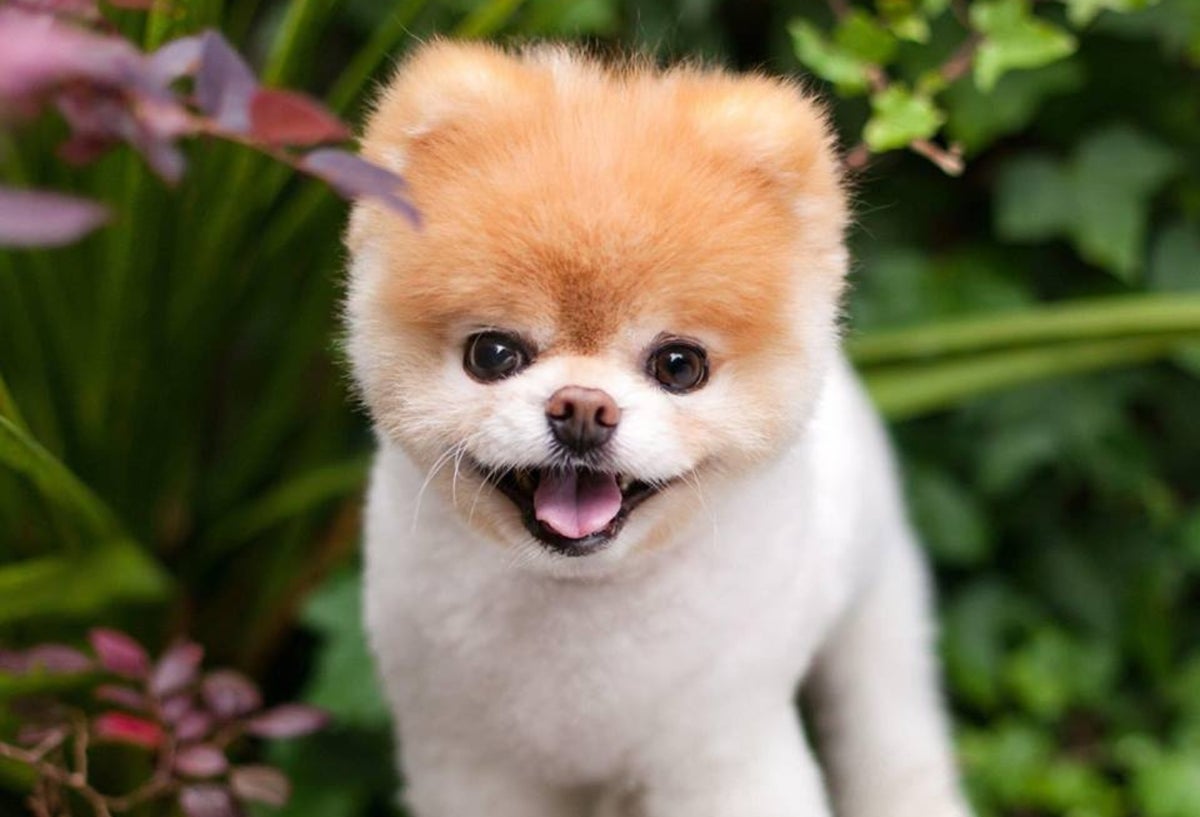 Murió Boo, el perro más lindo del mundo