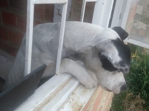 En un precario estado de salud se encontraba esta mascota