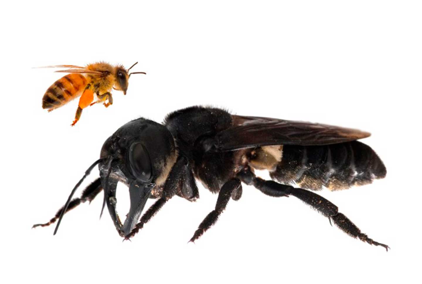 Abeja más grande del mundo