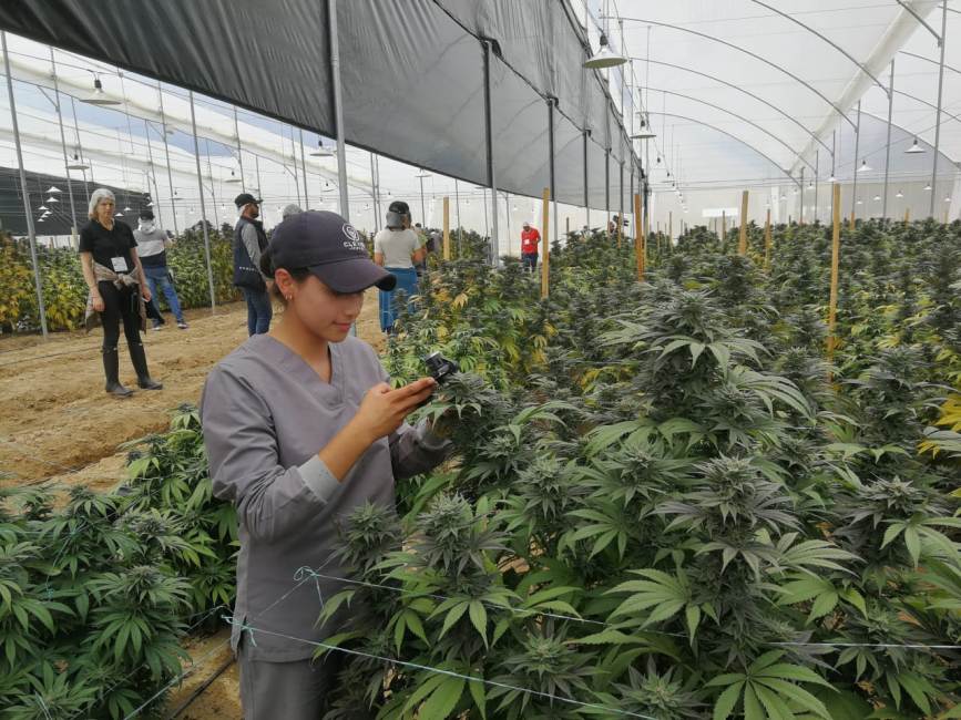 Cannabis producida en Boyacá es exportada a Canadá con fines científicos.
