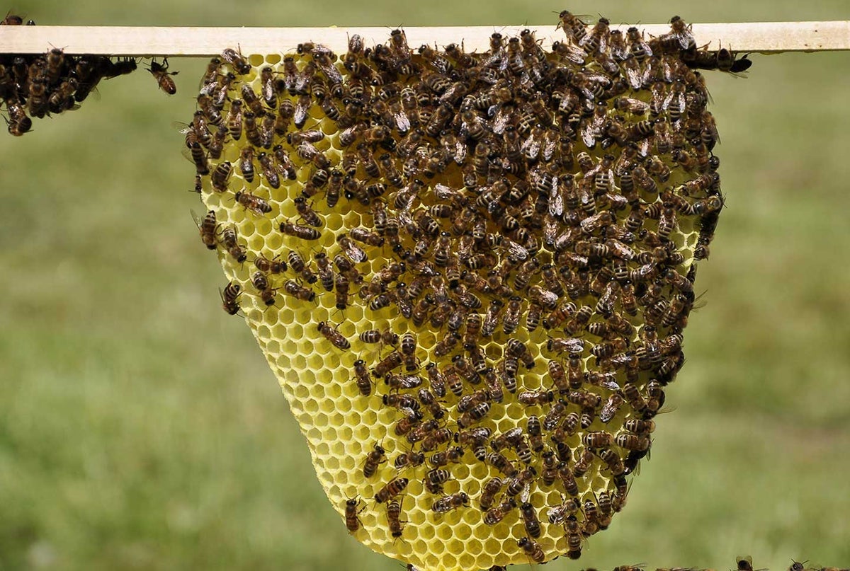 Panal de abejas