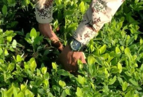 La erradicación manual se sigue adelantando en Nariño