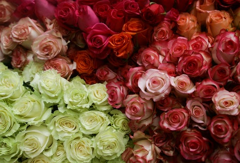 Flores colombianas en una de las fincas de Asocolflores, en Chía (Cundinamarca)
