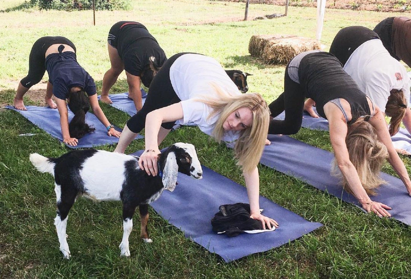Yoga con cabras