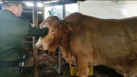 Las autoridades recuperaron en Cali, a 'Lagrimón', el toro de Faustino Asprilla, robado en su finca.