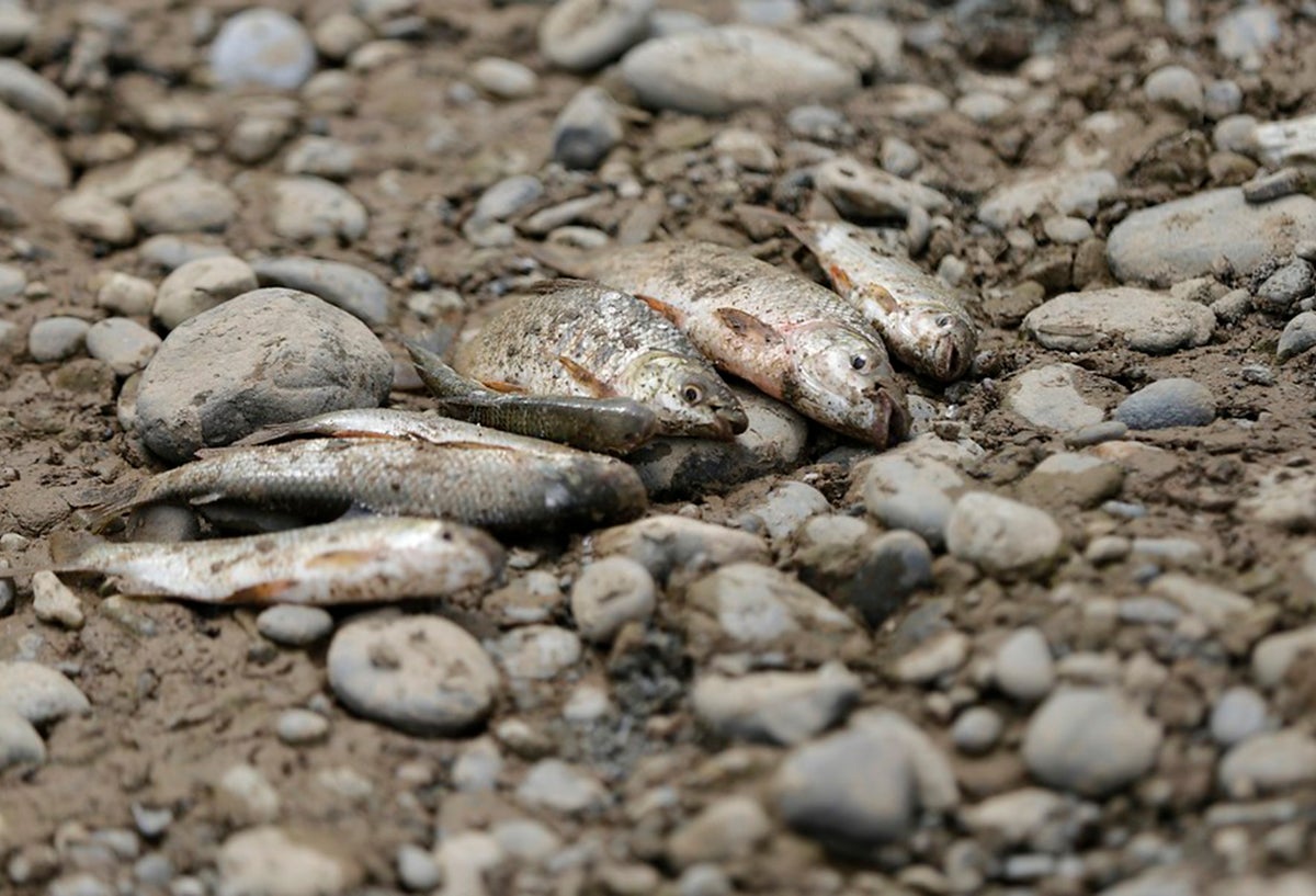 Peces muertos.