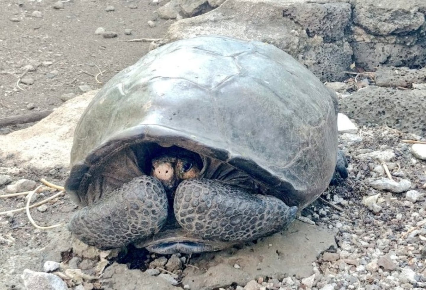 Desaparecida hace un siglo