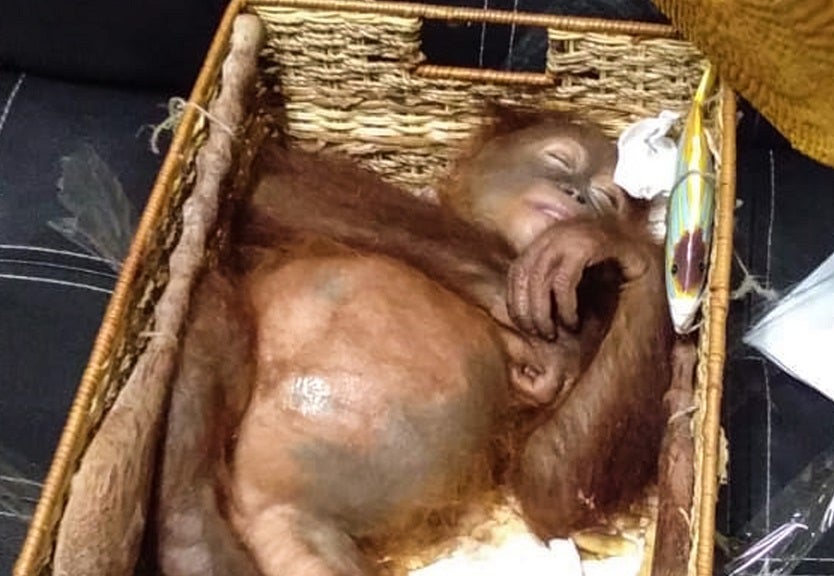 Orangután drogado