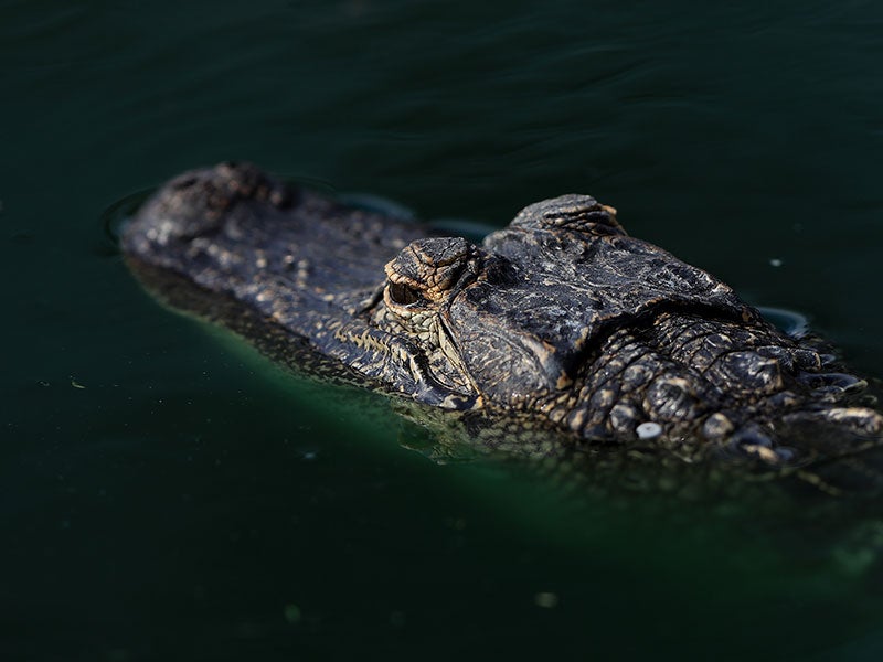 Cocodrilo en el agua