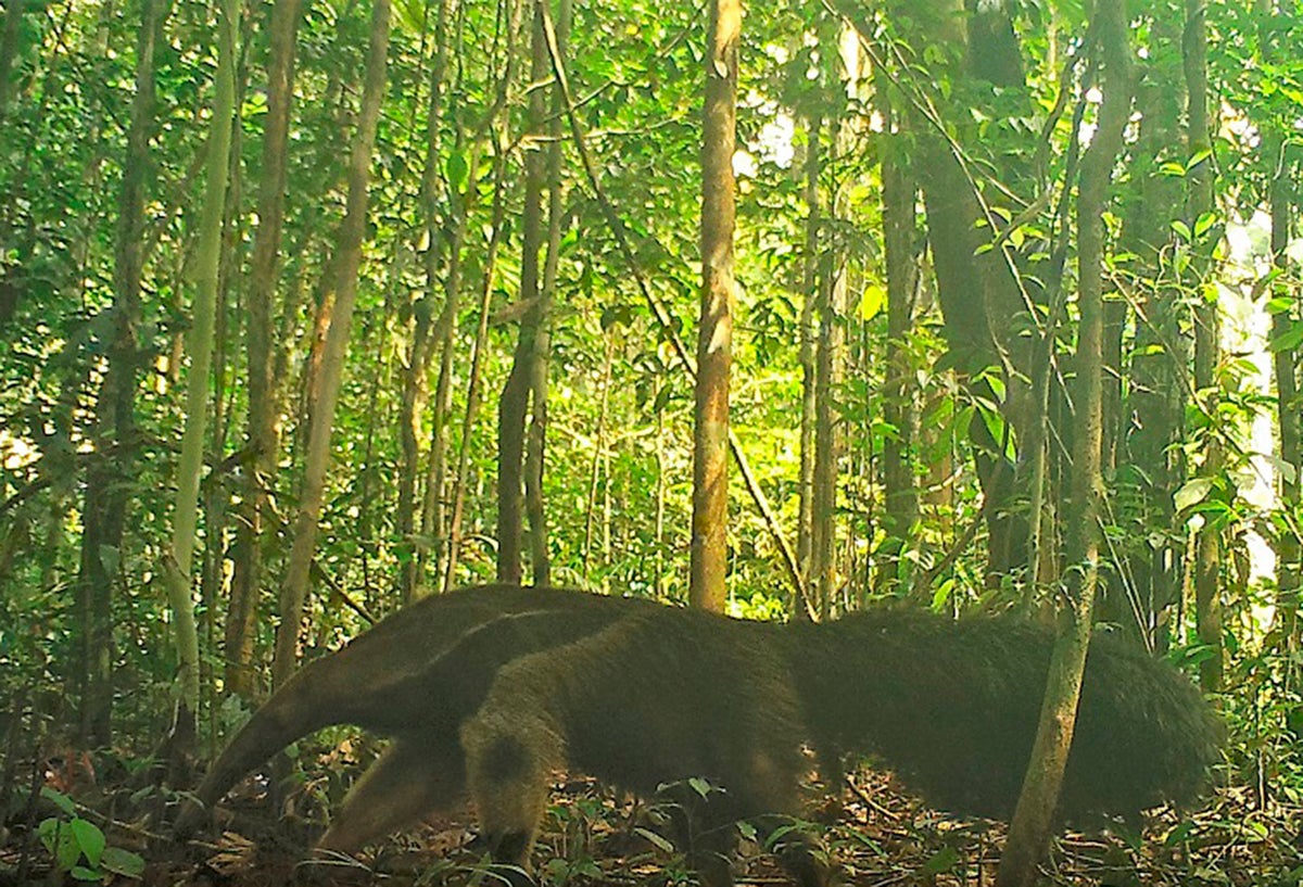 Animales vistos en la Amazonía colombiana