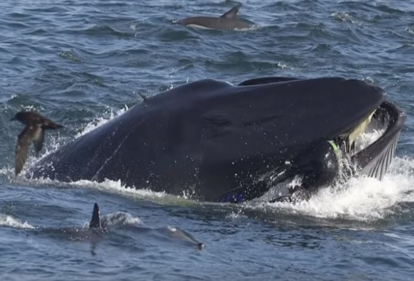 Ballena Se Come A Un Buzo