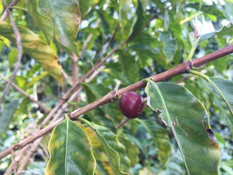 Analizan retirar la oferta del café colombiano en la bolsa