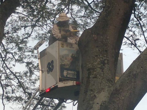 15 personas heridas dejó ataque de abejas en pleno centro de Medellín
