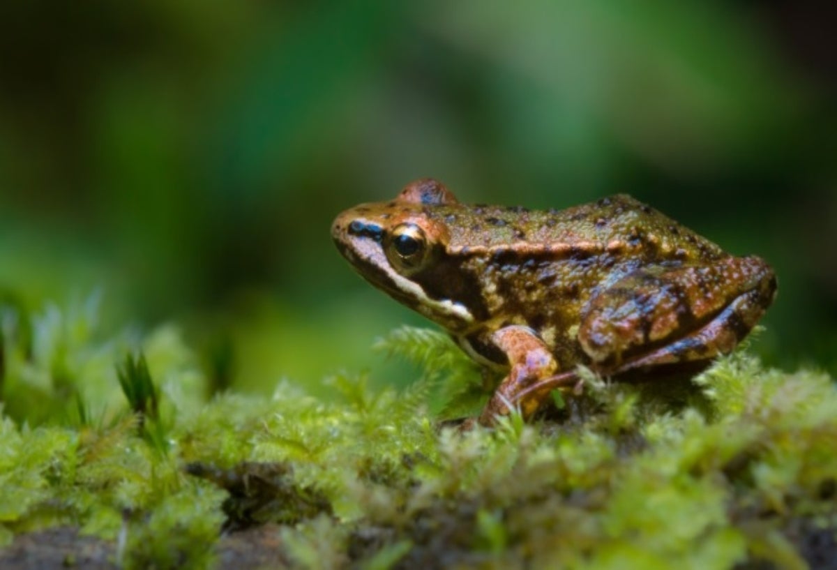 Rana verde de Mehuin (Insuetophrynus acarpicus)