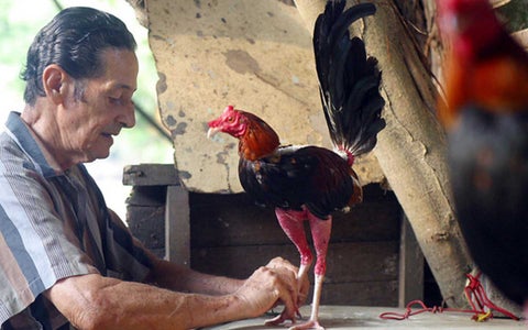 Pelea de gallos