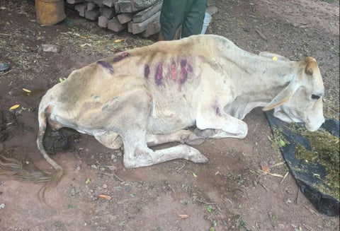 La pérdida de peso en los animales es notable