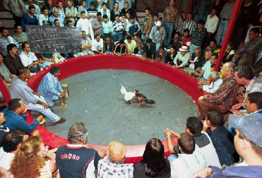 Peleas de gallos