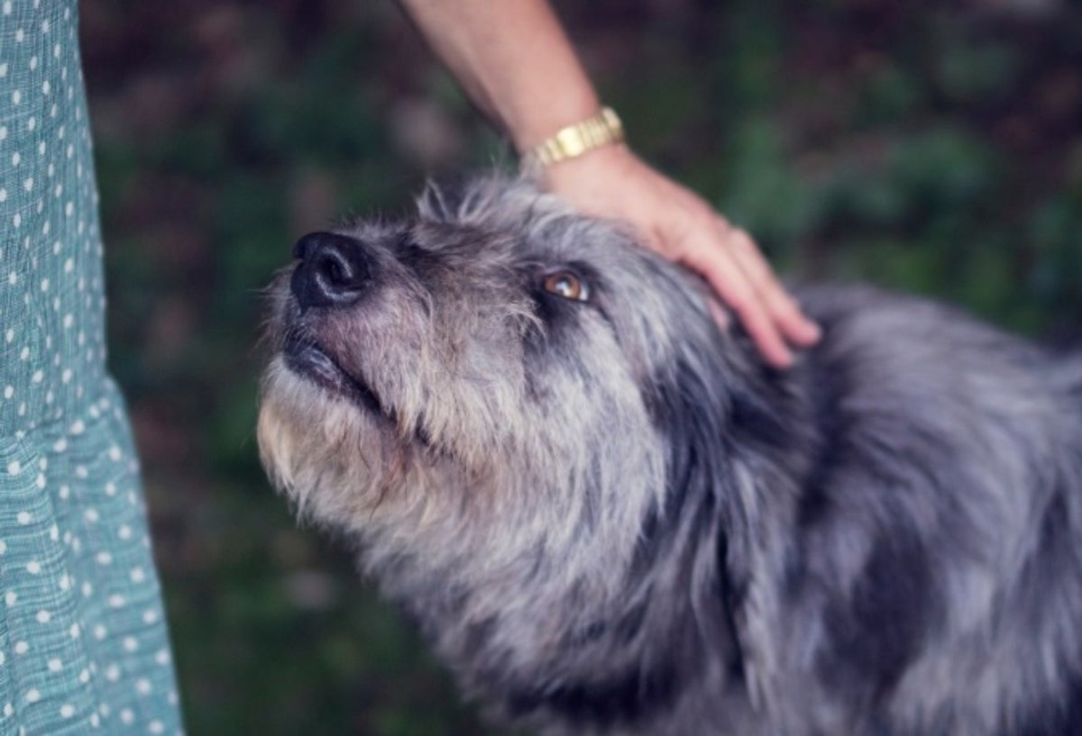 Los ladridos de los perros también representan algo.